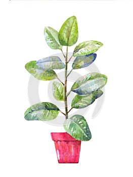 Pipal illustration. Pipal in a pot. Potted pipal in watercolor photo