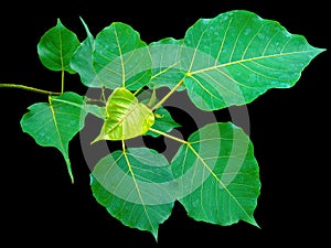 Pipal leaf photo
