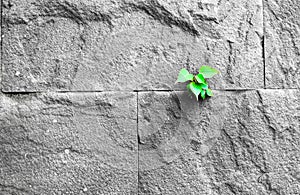 Pipal leaf growing through crack in old sand stone wall, surviva