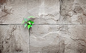 pipal leaf growing through crack in old sand stone wall,survival concept