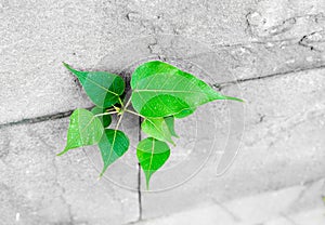 pipal leaf growing through crack in old sand stone wall,survival concept