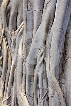 A pipal tree photo