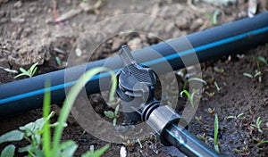 A pipe with a faucet on a drip tape. A system for drip irrigation of plants in the garden.