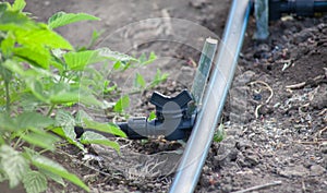 A pipe with a faucet for irrigation in the garden.