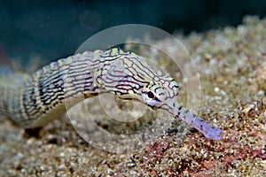 Pipe fish