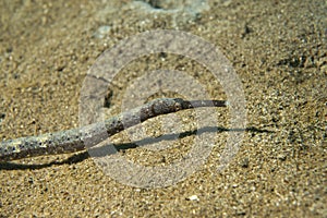 Pipe fish on sand