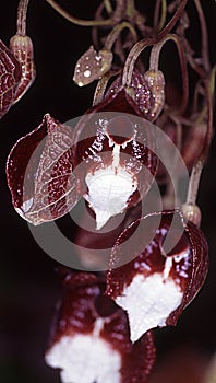 Pipe flower with red flowers