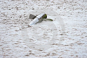 Pipe masquerading as sea creature