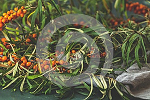 Pipe sea buckthorn berries on a branch with leaves on sackcloth rag over dark green concrete background