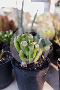 A pipe-shaped cactus plant with the scientific name Crassula ovata gollum