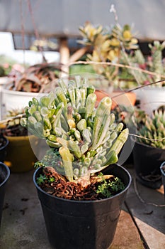 A pipe-shaped cactus plant with the scientific name Crassula ovata gollum