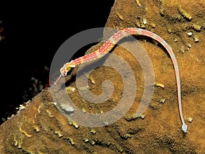 Pipefish