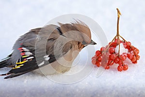 The pipefish bird is sitting in the snow