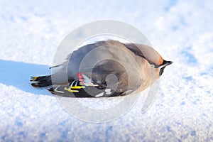 The pipefish bird is sitting in the snow