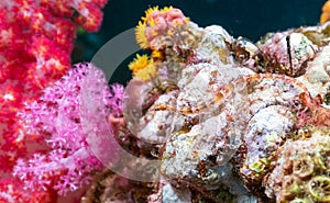 Pipefish on the coral reef of Richelieu Rock in Southern Thailand