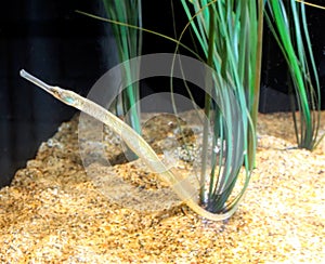 A Pipefish Makes Use of a Prehensile Tail to Hang on to Seagrass photo