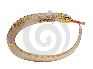 Pipefish, marine fish, reef fish isolated on white