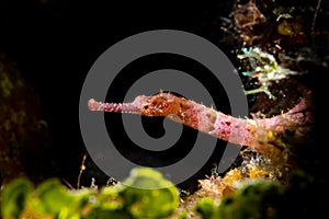 Pipefish in the reef