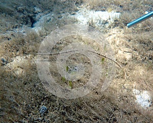 Pipefish sitting on the bottom of the ocean