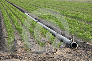 Pipeline in a carrot`s field