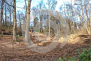 Pipeline laying through the forest