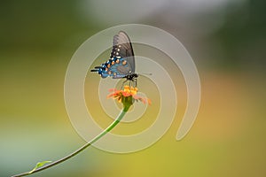 Pipeline Swallowtail Butterfly on long stemmed Mexican Sunflower