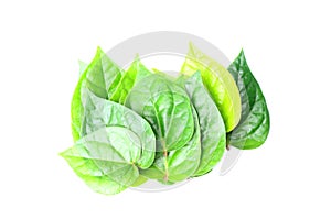 Piper betel leaves on white background