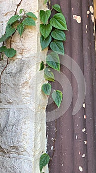 Piper Betel vine at old house wall.