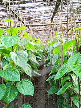 Piper betle farming in a village of West Bengal