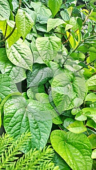 Piper betle is an Indonesian topis plant that can be used for decoration in the house, herbal plants photo