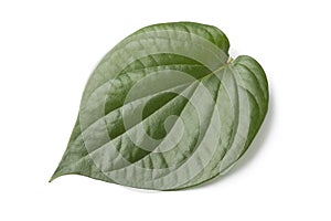 Piper betle leaf