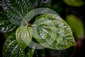 Piper betle leaf close up