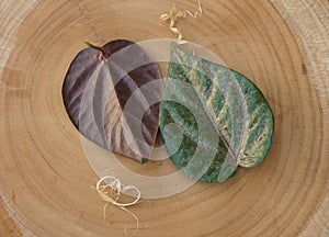 Piper crocatum or red betel leaf
