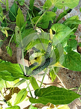 Piper longum long pepper plant with several fruiting spikes.