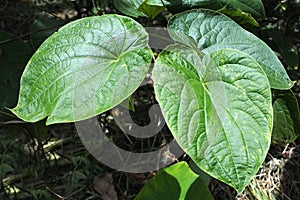 Piper methysticum plant agriculture in Fiji