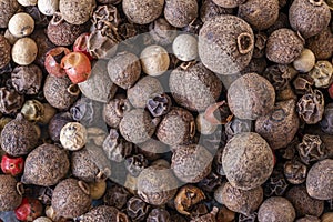 Piper nigrum, the Old World pepper, the most widespread of these species, from which the spices called black pepper, white pepper