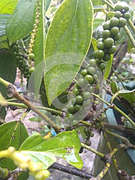 Piper nigrum tree