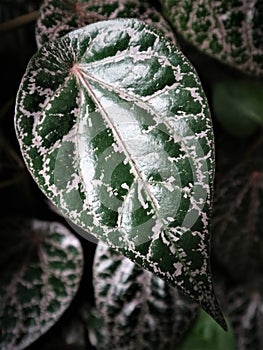 Piper ornatum is called red betel in Indonesia