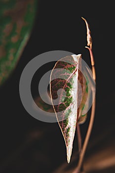 Piper ornatum leaf, Celebes pepper grow leave, Sirih Merah, Red Betel