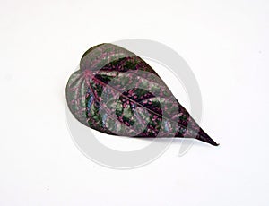 Piper Ornatum leaf isolated on white. Red Betel leaf.