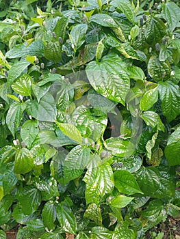 a Piper Sarmentosum plant photo