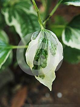 Piper sarmentosum variegated leave green and white photo