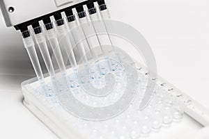 Pipette depositing samples into a 96 well micro-plate