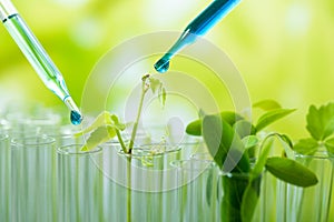 pipette dropping green sample chemical over young sample plant growing in test tube , biotechnology research concept