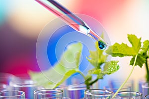 pipette dropping green sample chemical over young sample plant growing in test tube , biotechnology research concept