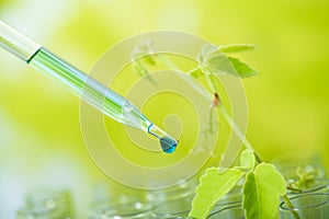 pipette dropping green sample chemical over young sample plant growing in test tube , biotechnology research concept