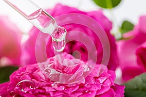 pipette with floral essential oil drop above the pink wet rose flower