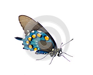 pipevine pipe vine or blue swallowtail butterfly - Battus philenor - black with iridescent blue hindwings isolated on white