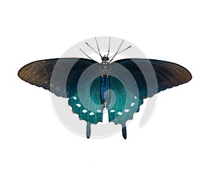 pipevine pipe vine or blue swallowtail butterfly - Battus philenor - black with iridescent blue hindwings isolated on white