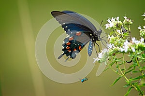 Pipevine Swallowtail in Autumn at White Flowers